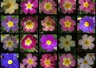 Fiori